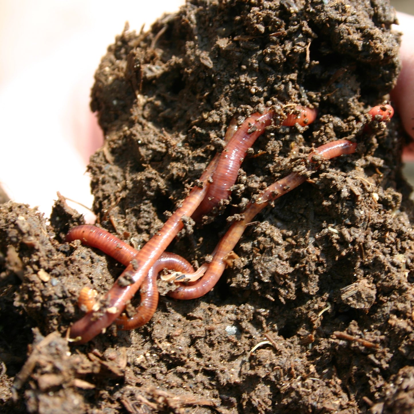 Lombrichi Eisenia Fetida - Fattoria Gallorosso